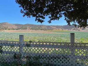 Photo for 23806 Jacks Rd